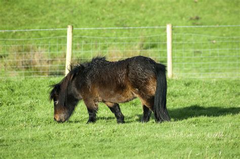 Free Stock Photo 10940 Cute Brown Miniature Horse Freeimageslive