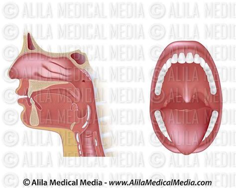 Oral Cavity Anatomy Unlabeled