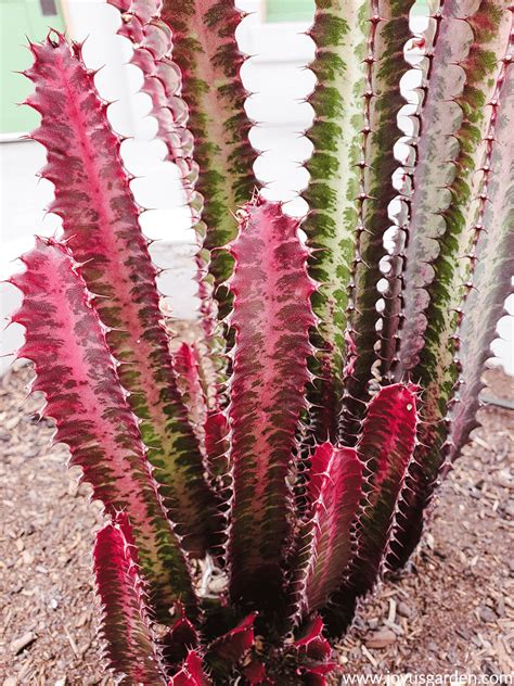 Why not check the answers on the. Repotting Euphorbia Trigona (African Milk Tree) with Soil ...