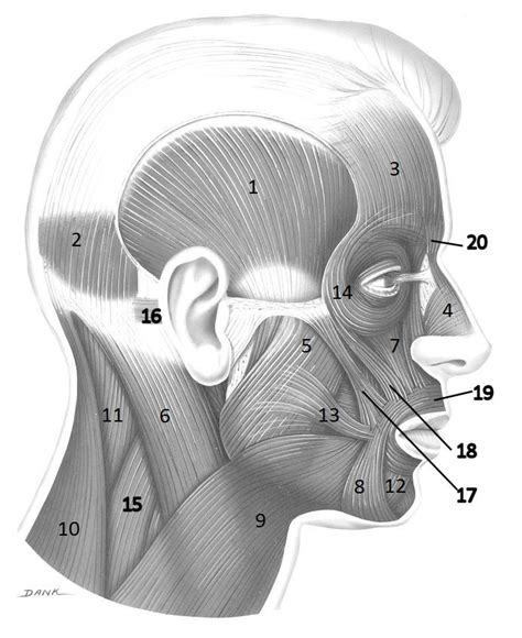 Face Muscles Pt 2 Lmao Diagram Quizlet