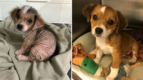 Amazing Puppy Grows Back Fur After Rescue Adoption