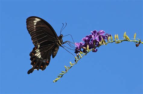 Fuscous Swallowtail Butterfly 008 This Male Butterfly Pap Flickr