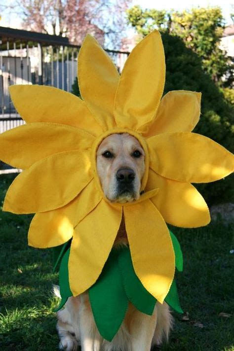 17 Best Diy Labrador Costumes Images Pet Costumes Dog Halloween Dog
