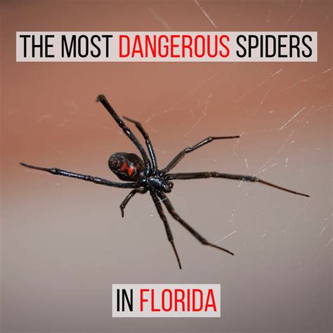 The Two Most Dangerous Spiders In Florida Dengarden