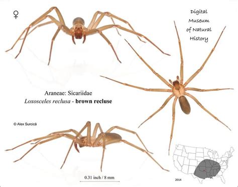 the brown recluse spider or violin spider loxosceles reclusa sicariidae formerly placed in a
