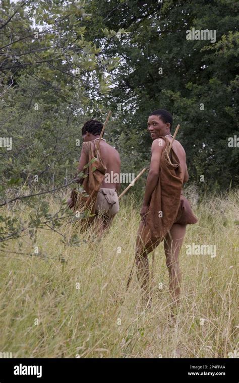 the bushmen are the oldest inhabitants of southern africa wandering in the bush of botswana