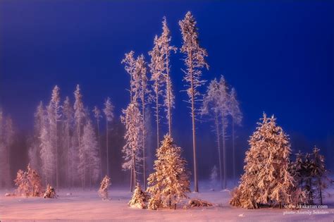 spectacular fairy forest in northwest russia