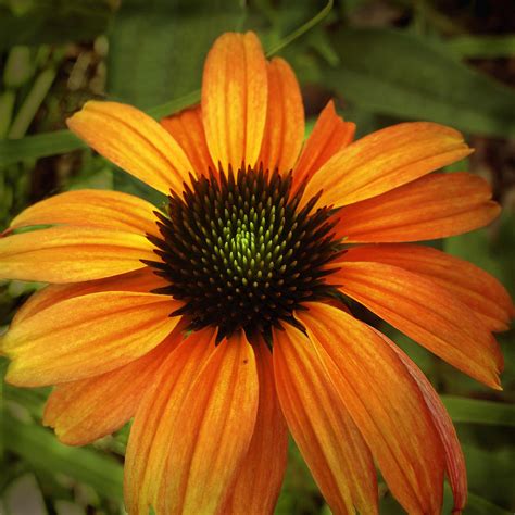 Orange Cone Flower Floral Photography Photograph By Ann Powell Fine