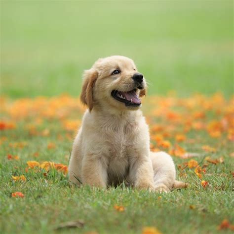 The 25 Cutest Dog Breeds Most Adorable Dogs And Puppies