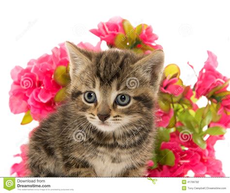 Tabby Kitten And Flowers Stock Photo Image Of Tabby 41766792