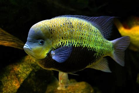 Vieja Pearsei Cichlid Aquarium Fish India