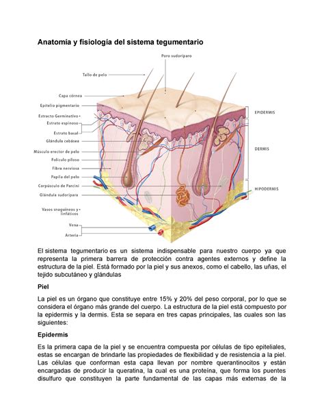 Partes Del Sistema Tegumentario Cuestionarios Y Diagrama Kenhub Porn