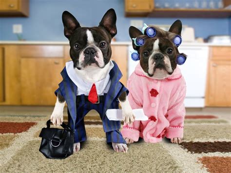 Social Circle Is Dressing Up Pets Funny Or Mean Onmilwaukee