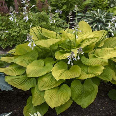 Hosta Age Of Gold Pp30902 Walters Gardens Inc
