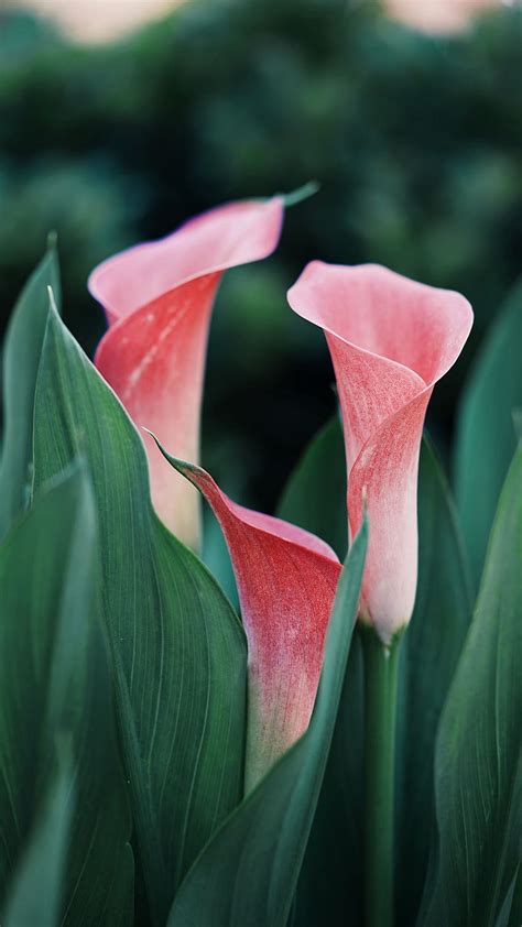Calla Lilies Flowers Pink Close Up Calla Lily Hd Phone Wallpaper