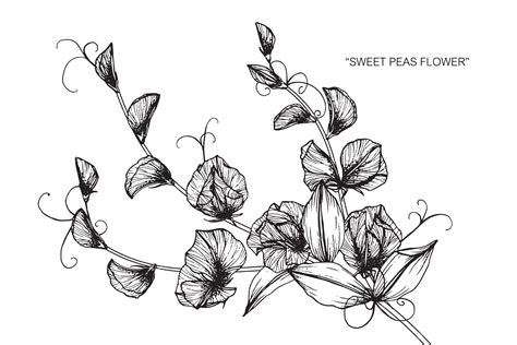 Premium Vector Sweet Pea Flower Drawing Illustration