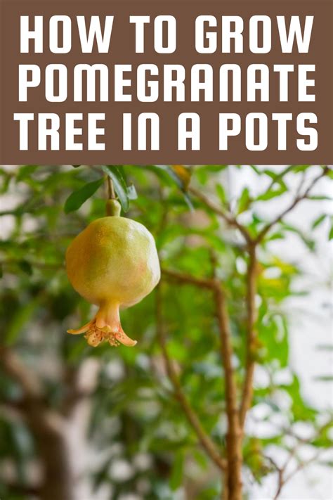 How To Grow Pomegranate Tree In A Pots Gardening Sun Growing Fruit