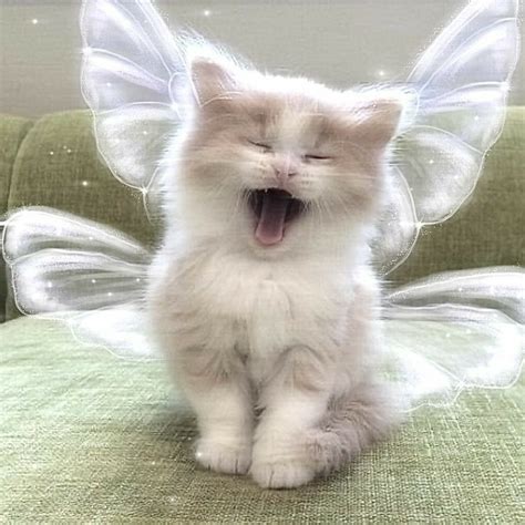 Fairy Cat ° In 2021 Cute Cats Cat Aesthetic Pretty Cats