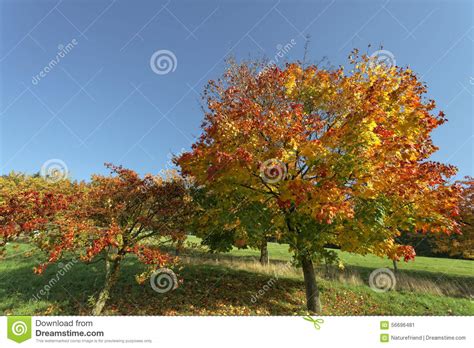 Acer Platanoides Norway Maple In Autumn Hagen Lower Saxony Germany