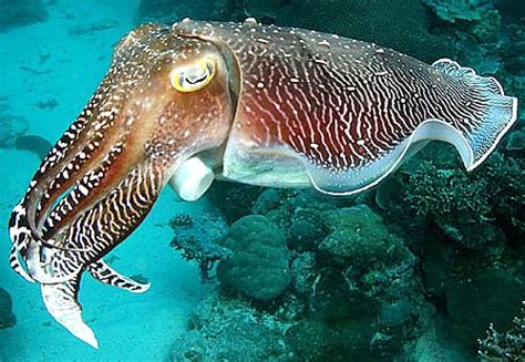 Only animal cells have centrosomes, and plant cells seem to rely. Cuttlefish - Chameleon of the Sea | Animal Pictures and ...