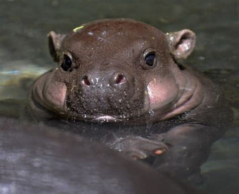 Nace Un Hipopótamo Pigmeo Cuya Especie Está En Peligro De Extinción
