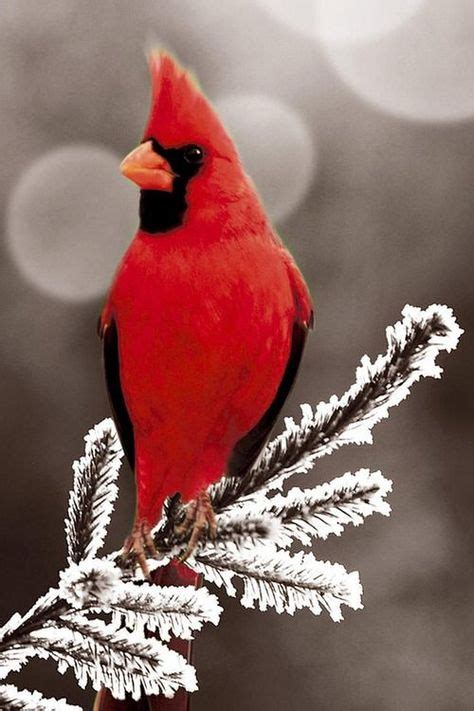220 Cardinals Ideas In 2021 Red Birds Beautiful Birds Cardinal Birds