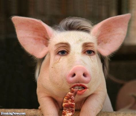 Celebrity Animals Pictures Freaking News Funny Pig Pictures Funny
