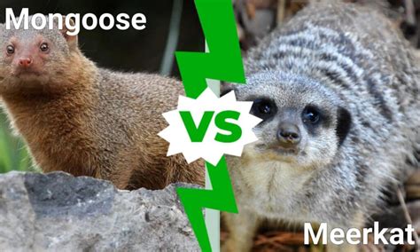 Mongoose Vs Meerkat 5 Key Differences Imp World