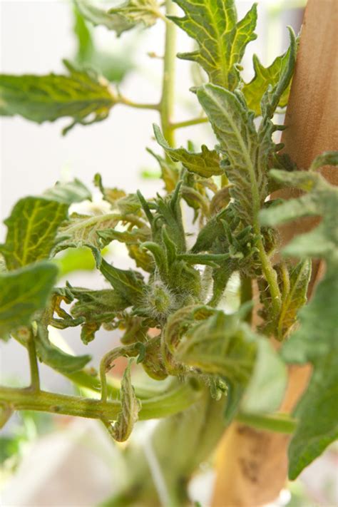 However, yellow tomato leaves don't necessarily mean that the plant is failing. Tomato Plant Yellow Leaves With Purple Veins | Cromalinsupport