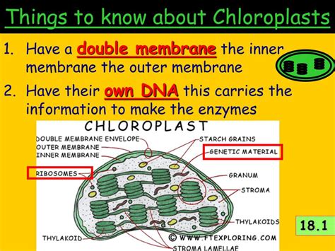 Plants have both mitochondria and chloroplasts so they can produce their own source of glucose to fuel cellular respiration, whereas animal cells have only mitochondria. PPT - ATP, Photosynthesis & Cellular Respiration PowerPoint Presentation - ID:5315439