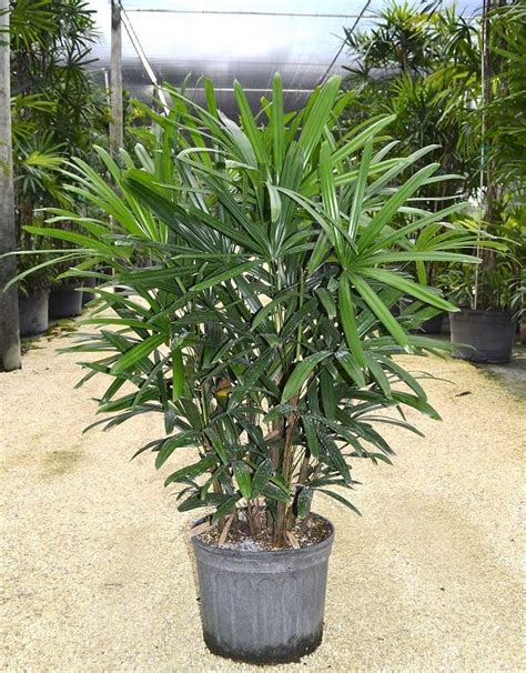 Lady Palm Best Houseplants For Cold And Flu Popsugar Home Photo 19