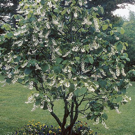 Flowering trees liven up our homes in a big way. Fragrant snowbell - FineGardening