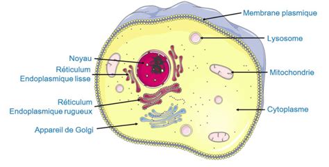 La Cellule Eucaryote Animale Biologie Biologie Facile