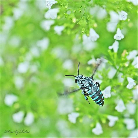 幸せを呼ぶ青い蜂 by 風来坊兵庫 （ID：9792435） - 写真共有サイト:PHOTOHITO