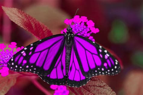 Фиолетовые Бабочки В Природе Фото Telegraph