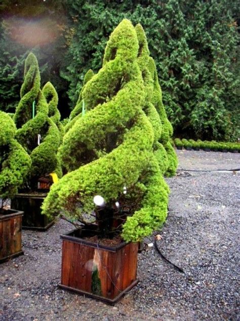 As with plants bearing variegated foliage, dwarf plants can suddenly, without warning and for apparently no reason whatsoever, attempt to revert to their original state. Form of, Accent pieces and Spirals on Pinterest