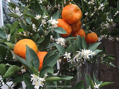 Fruit Trees That Grow In San Francisco Fruit Trees
