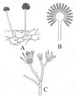 Ascomycota Pengertian Ciri Struktur Reproduksi Contoh Dan The