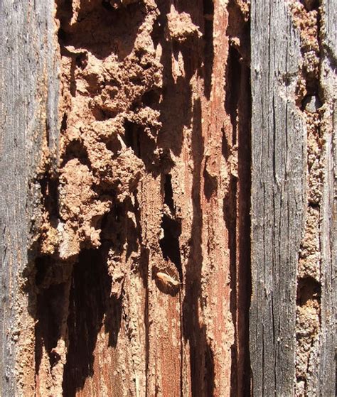 Pest control from bug techs provides peace of mind by eliminating pests from your habitats and opting for an ongoing service can keep the future we provide fully guaranteed pest control services in new york city for bed bugs, roaches, mice, rats, spiders, bees, ants, carpenter ants, wasps. Termite Control Manhattan Beach Home - Termite Control ...