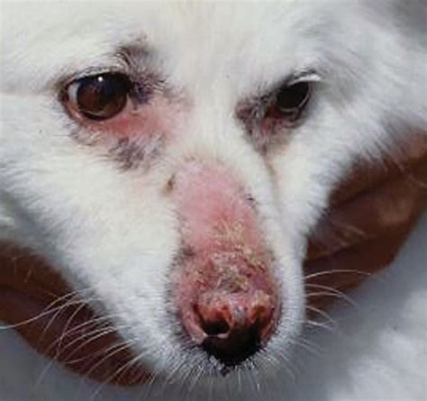 Dog Lupus Nose Picture Petswall