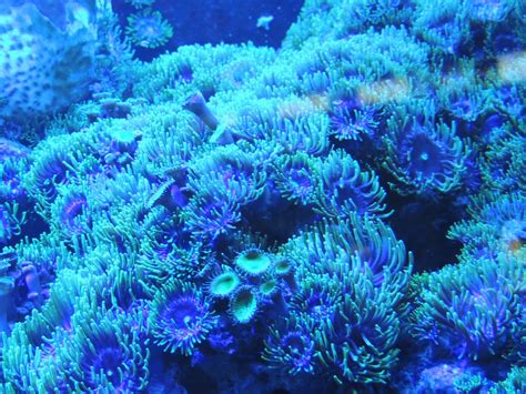 Free Images Water Underwater Blue Coral Reef Invertebrate