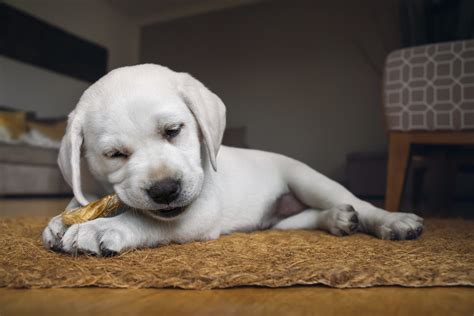 Very Small Cute White Purebred Labrador Retriever Dog Puppy Eats Some