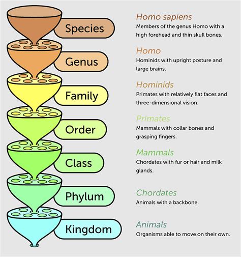Taxonomic Rank Carl Linnaeus Systematics Classification Chart