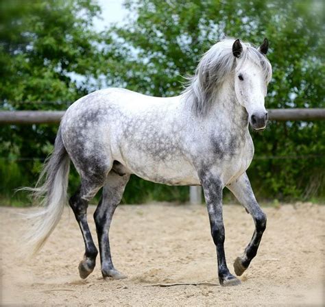 Summer Dapple Grey Horses Grey Horse Horses