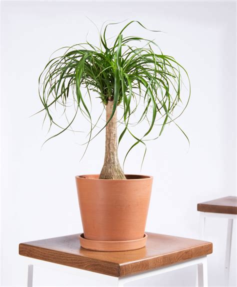 Some of these potted plants are even flowering plants that can. Top 5 of the week: where to buy plants and flowers online ...