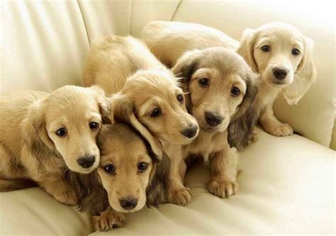 Doxie puppies are a small breed that come in two sizes.the miniature dachshund usually stays around 12 lbs while the standard dachshund can range up to 30 lbs. Dachshund puppies for adoption near me | PETSIDI
