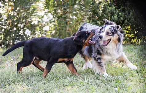 Are Australian Shepherds Aggressive Truth From An Aussie Owner