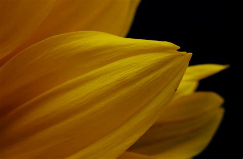 Yellow Flower In Black Background · Free Stock Photo