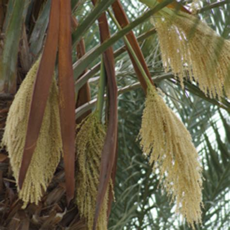 Date palms are common in warm zones of the united states. Date Palms | Phoenix Agrotech - French
