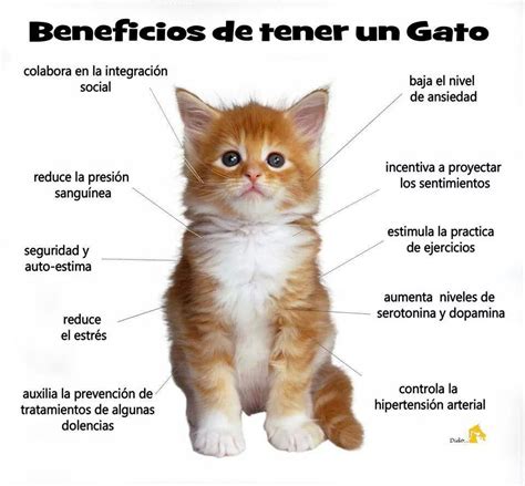 Beneficios De Tener Un Gato Gatos Perros Mascotas Jueguetes Para Gatos